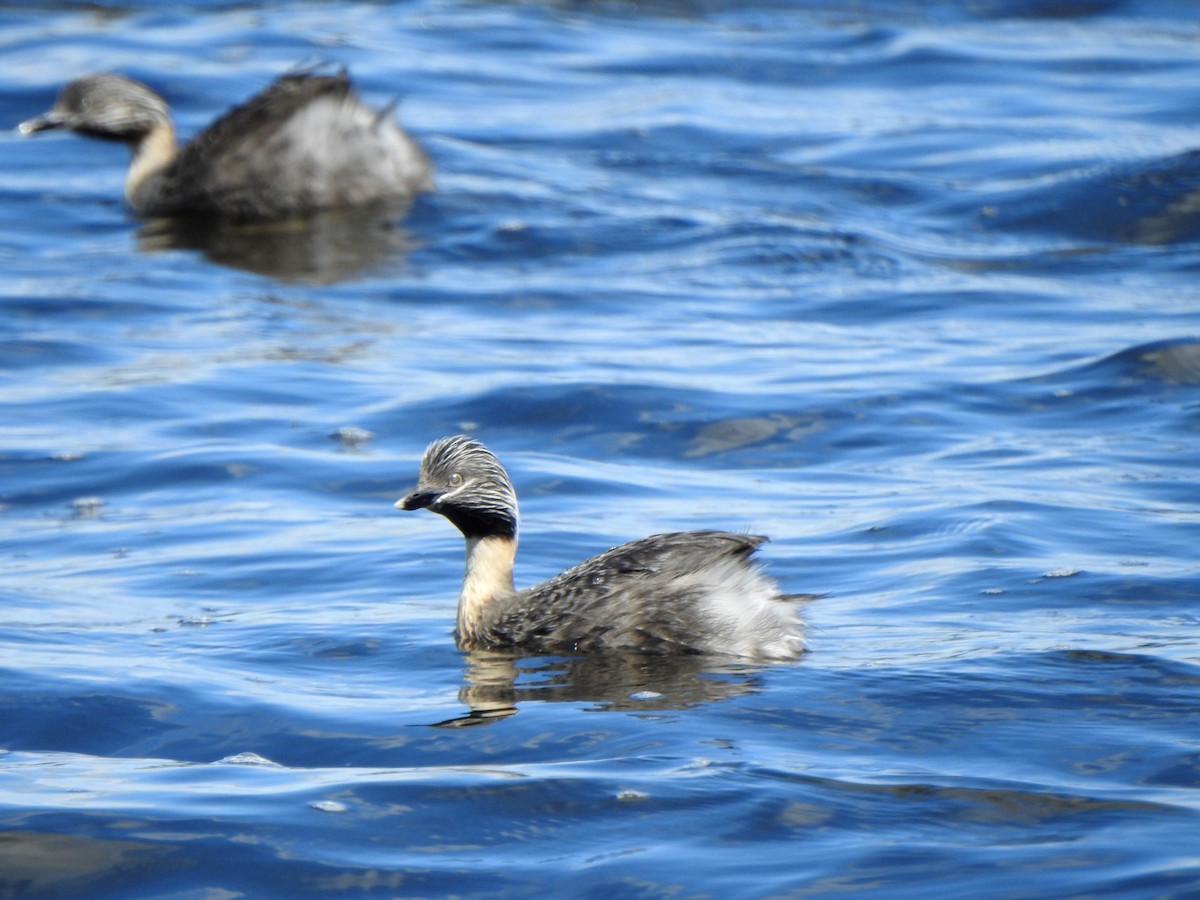 Hoary-headed Grebe - ML644637436