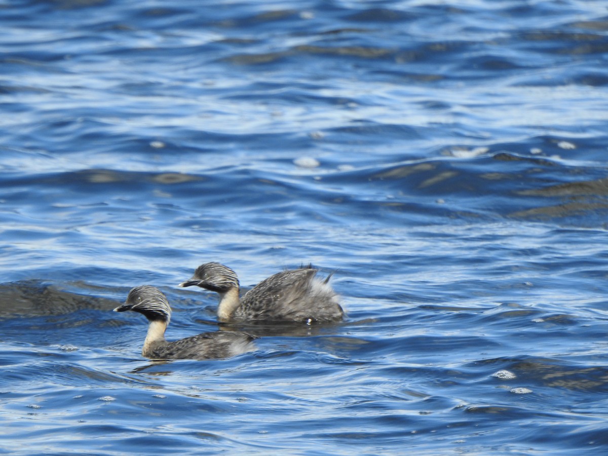 Hoary-headed Grebe - ML644637437