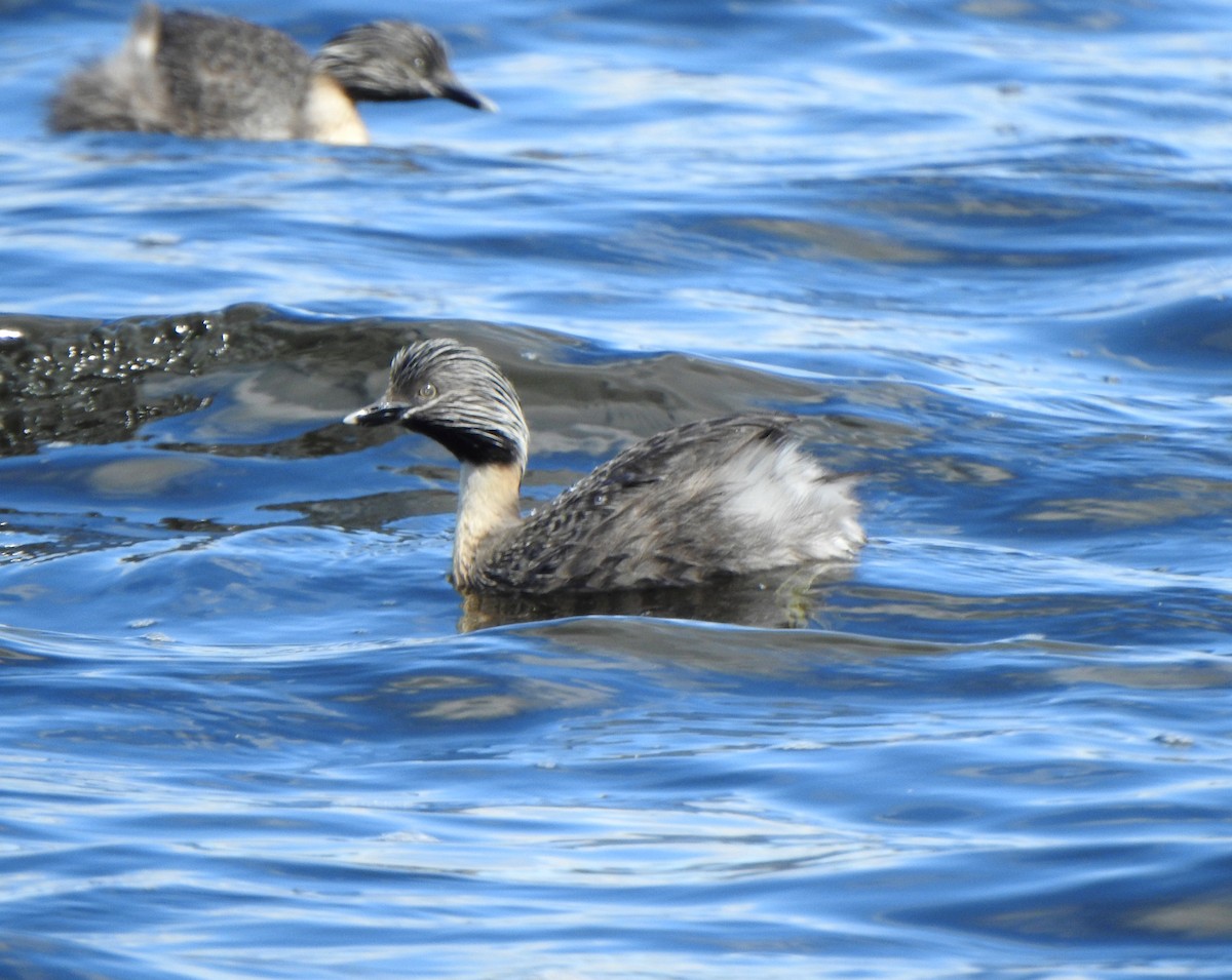 Hoary-headed Grebe - ML644637438