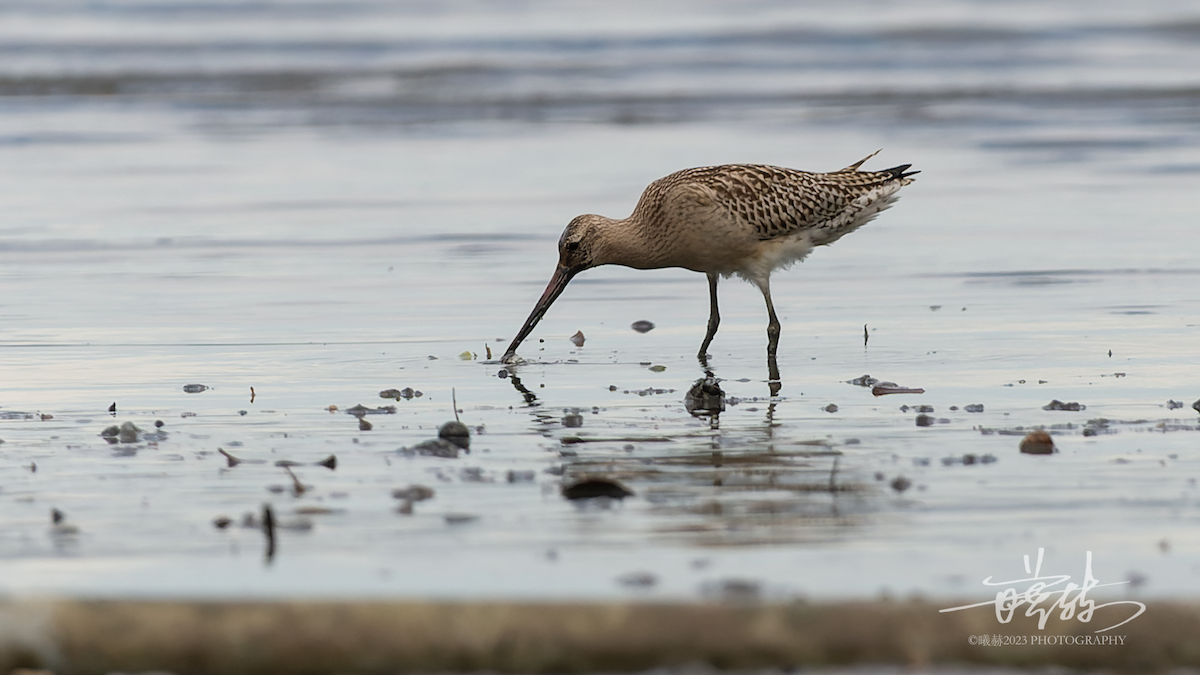 Bar-tailed Godwit - ML644637442