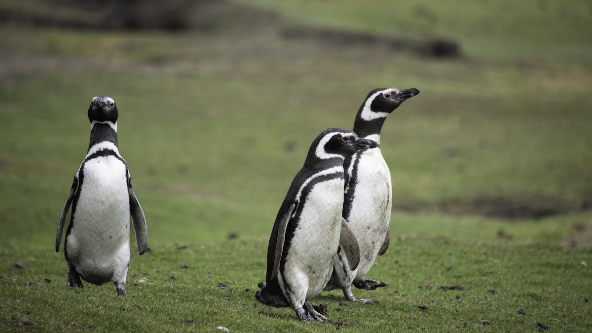 Magellanic Penguin - ML644637448