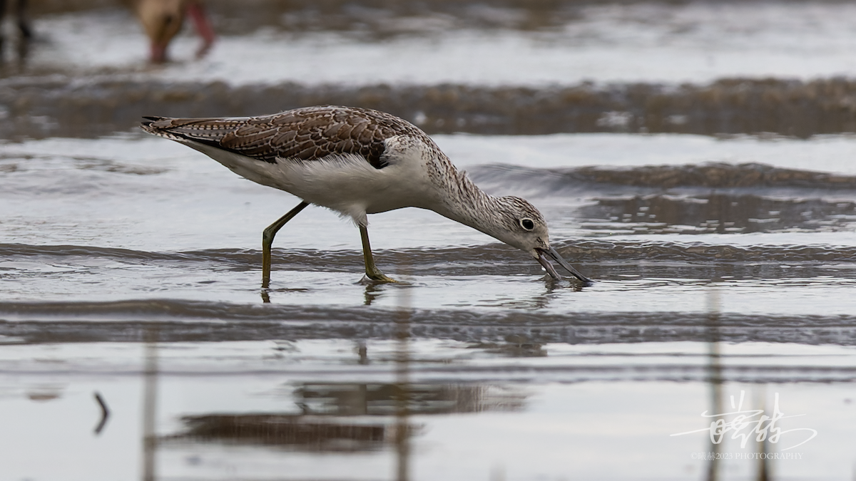 Common Greenshank - ML644637452