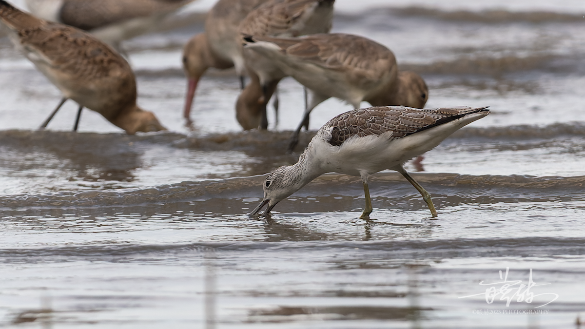 Common Greenshank - ML644637453