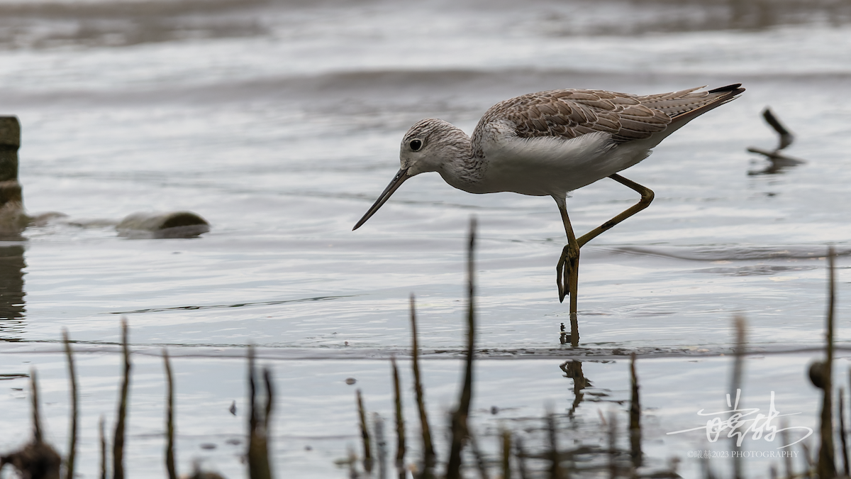 Common Greenshank - ML644637454