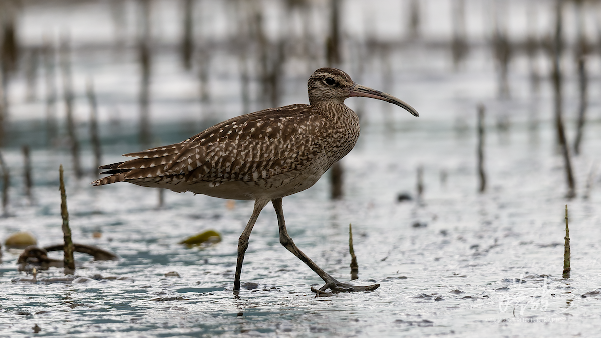 Eurasian Whimbrel - ML644637462