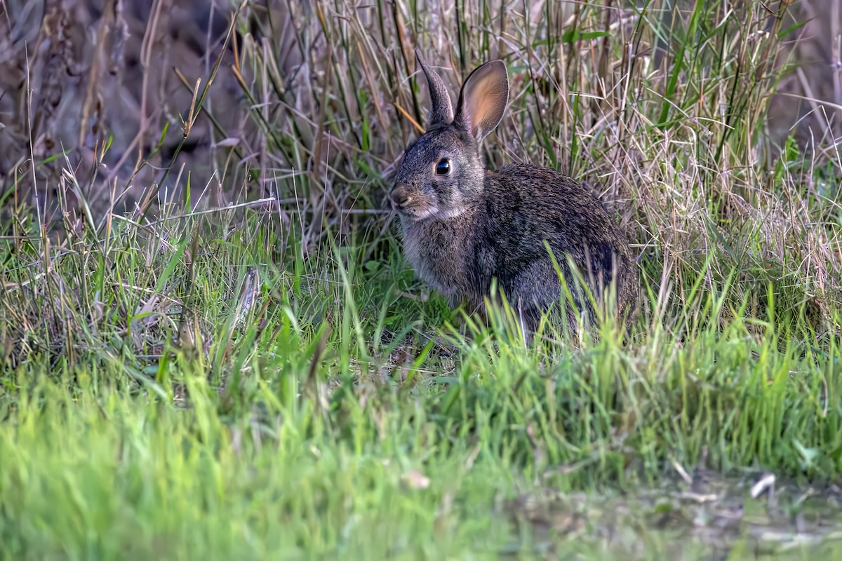 European Rabbit - ML644637466