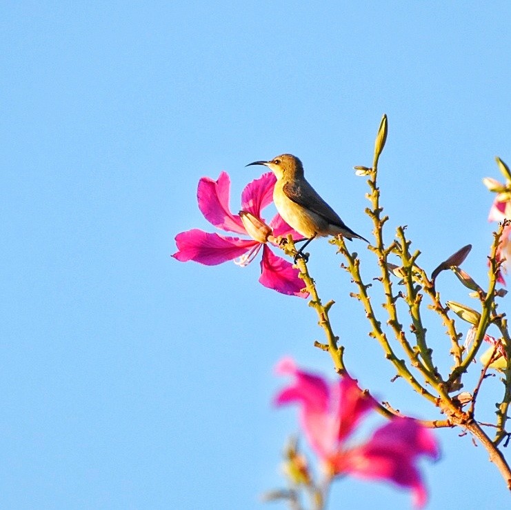 Purple Sunbird - ML644637468