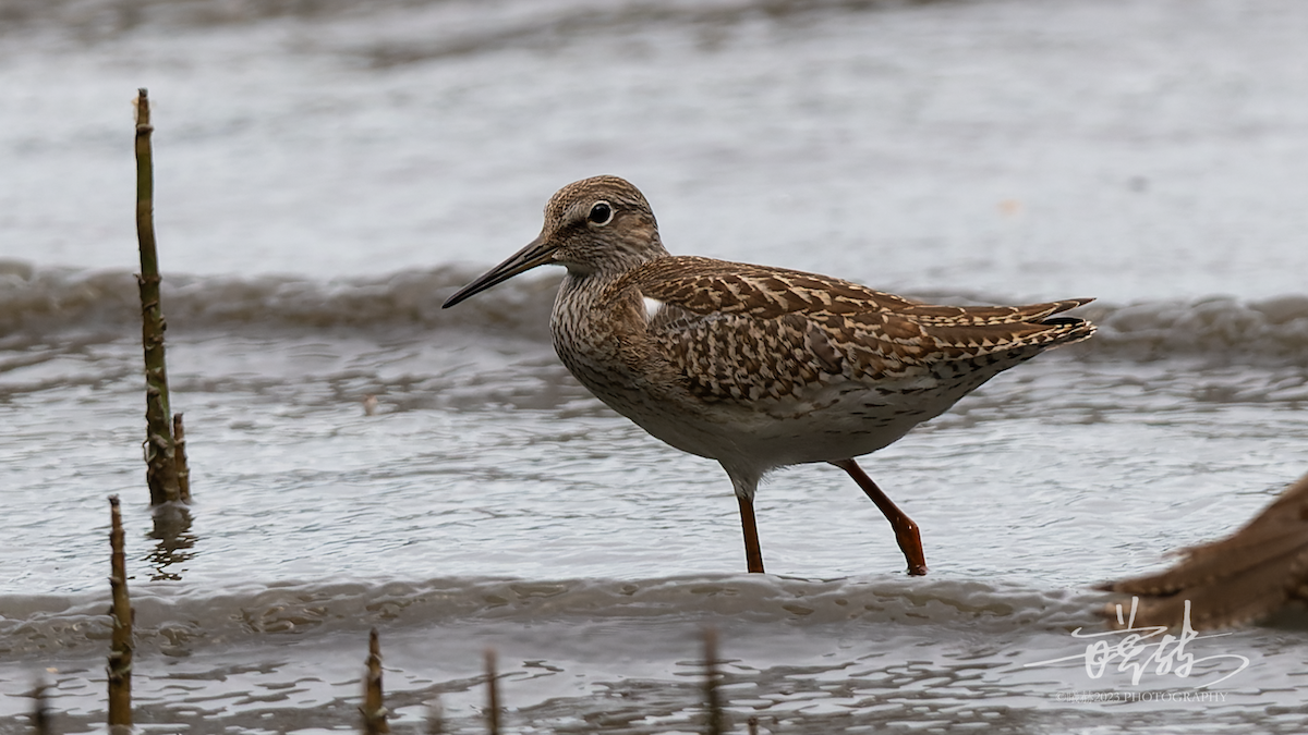 Common Redshank - ML644637471