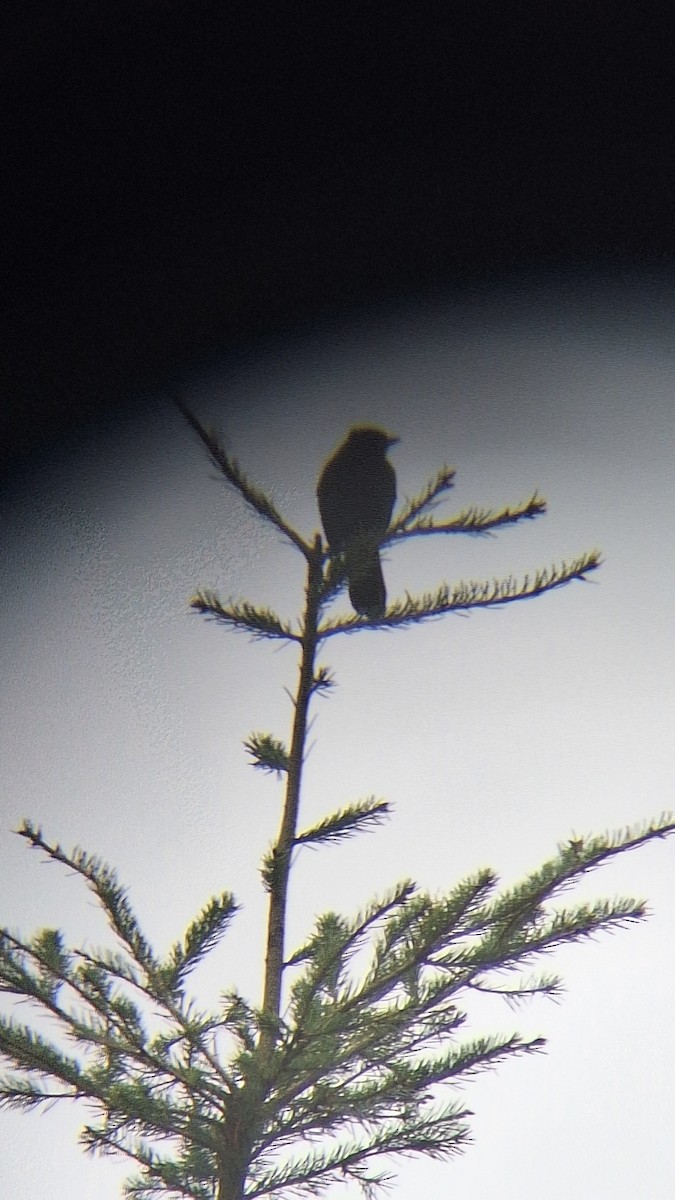 Chara de Steller - ML644637476