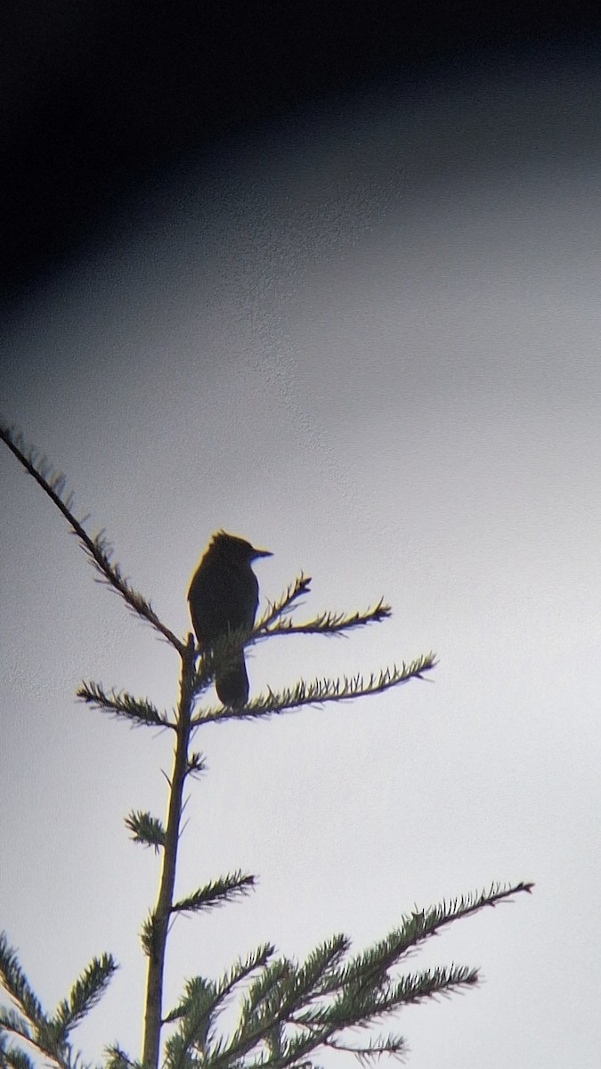 Chara de Steller - ML644637477