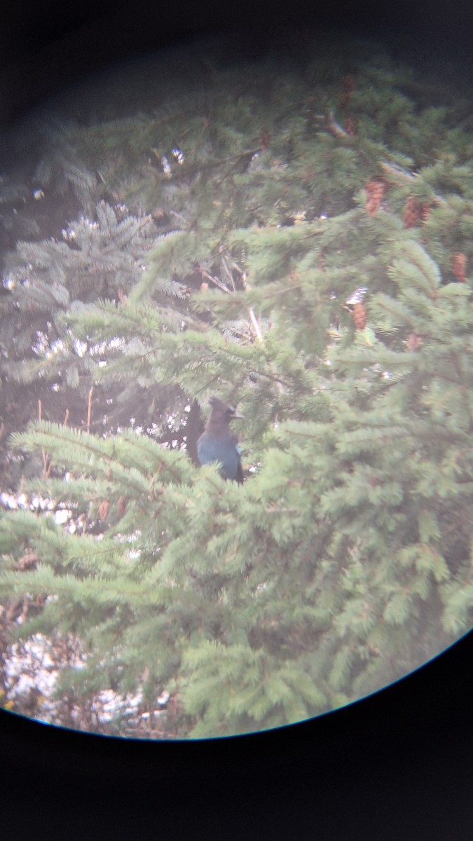 Chara de Steller - ML644637478