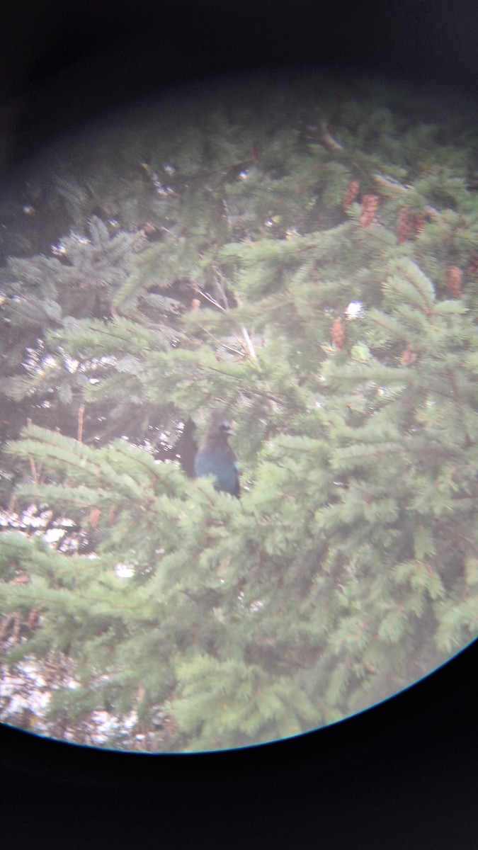 Chara de Steller - ML644637479