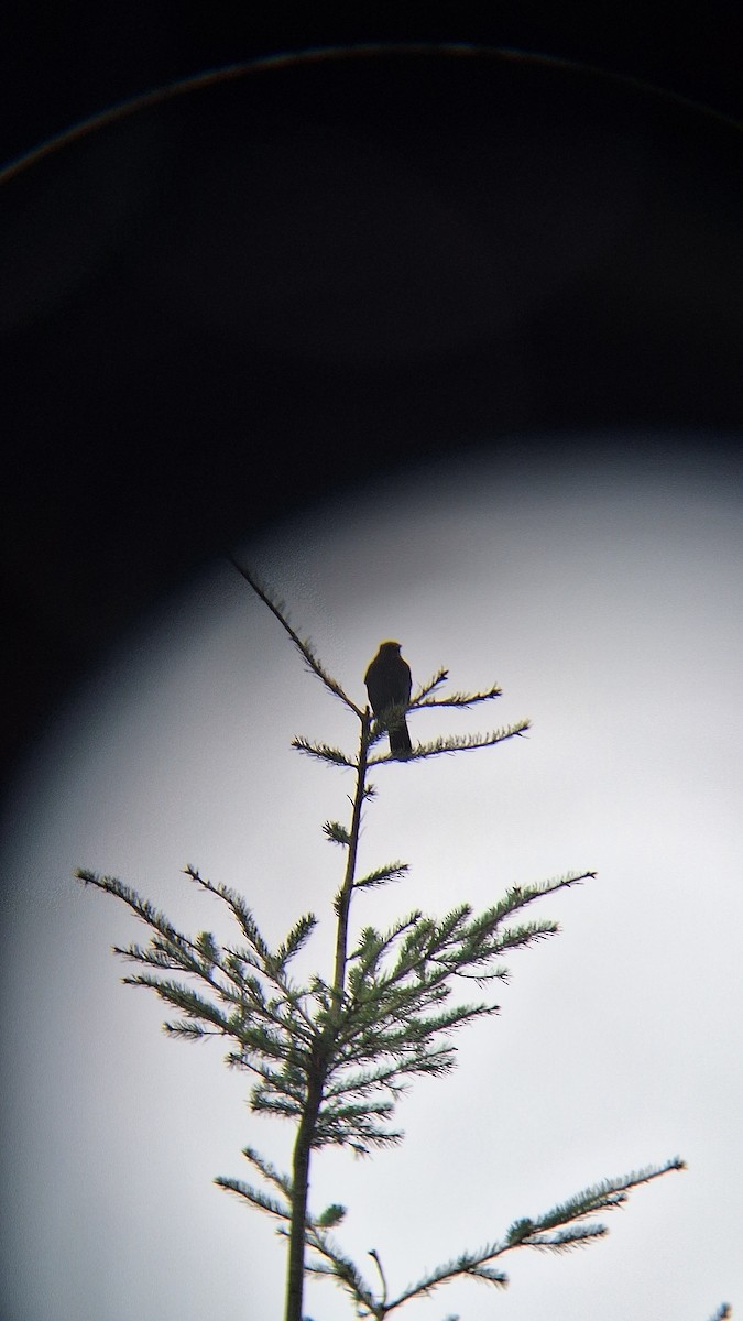 Chara de Steller - ML644637480