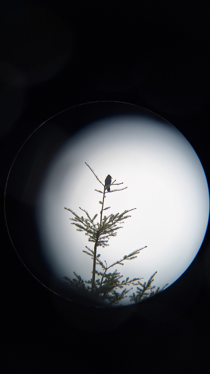 Chara de Steller - ML644637481