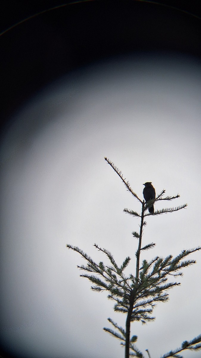 Chara de Steller - ML644637482