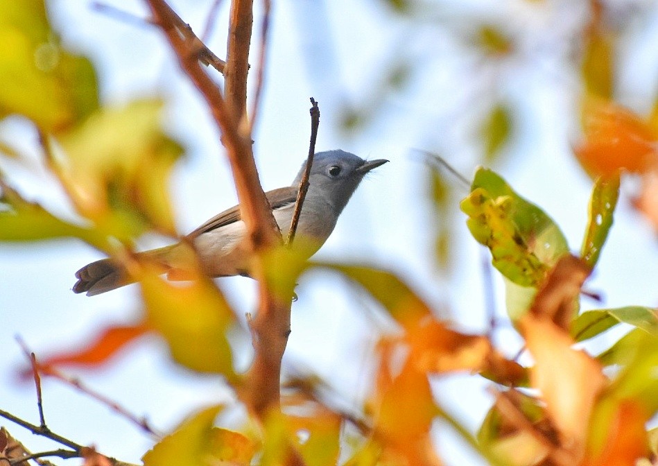Black-naped Monarch - ML644637484