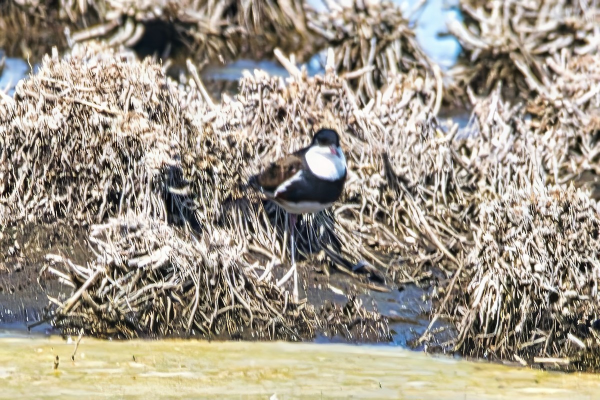 Schwarzbrust-Regenpfeifer - ML644637486