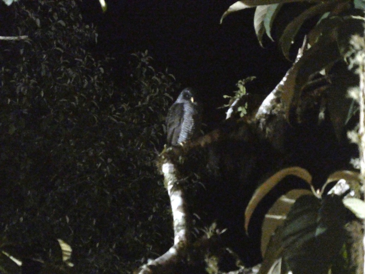 Black-banded Owl - ML644637491