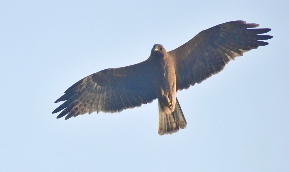 Booted Eagle - ML644637492