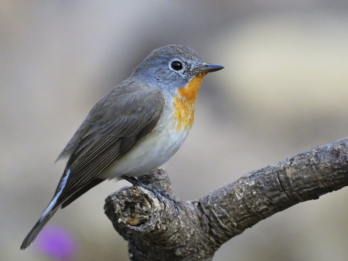 Red-breasted Flycatcher - ML644637498