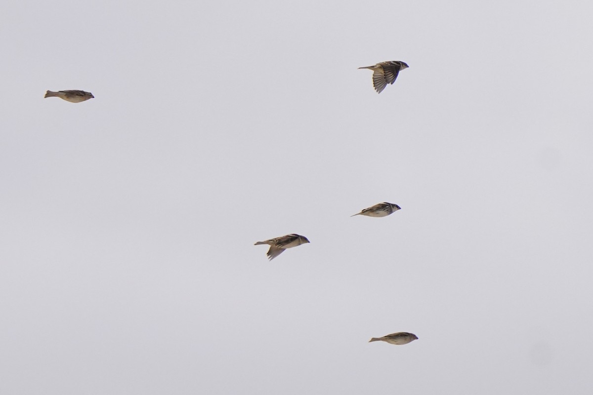 vrabec pokřovní - ML644637513