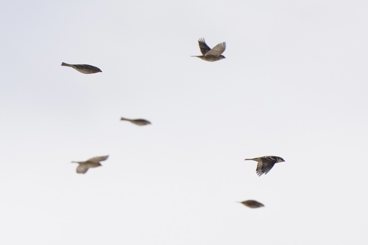 vrabec pokřovní - ML644637514