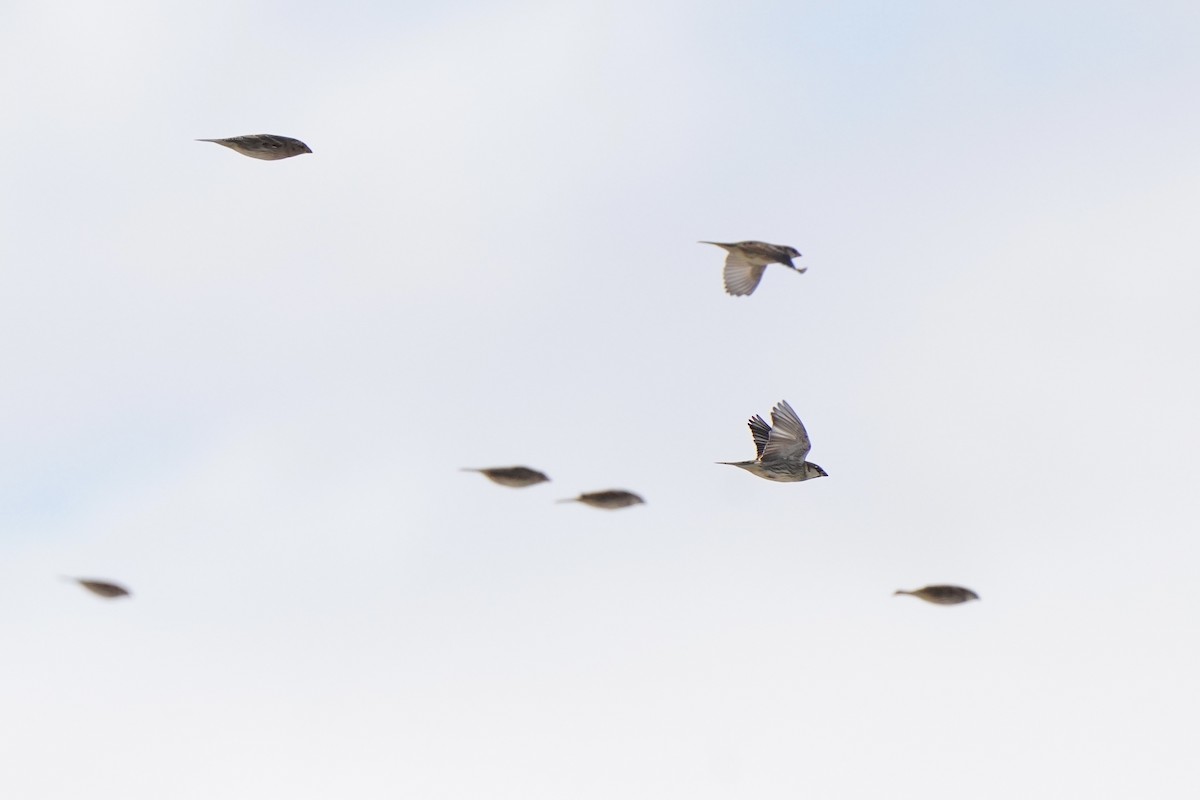 vrabec pokřovní - ML644637515