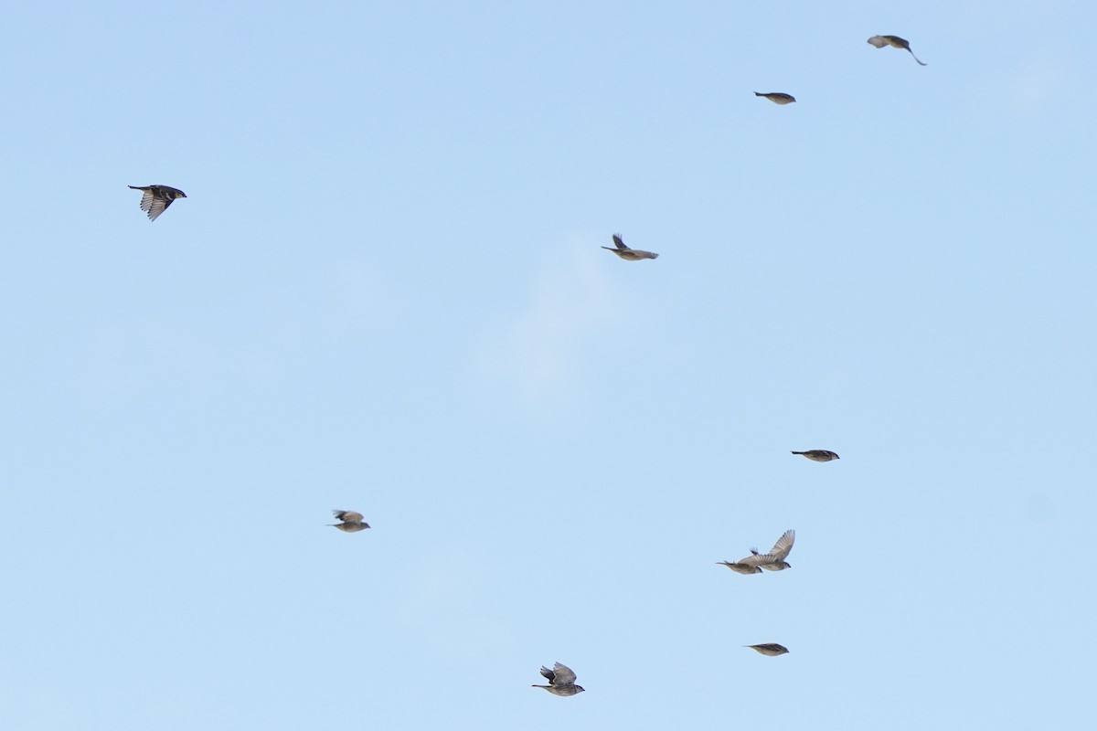 vrabec pokřovní - ML644637516