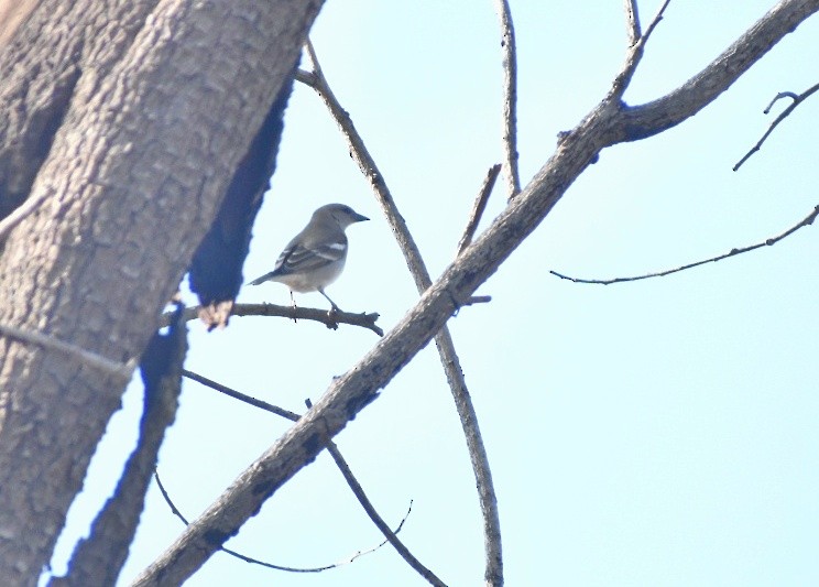 Yellow-throated Sparrow - ML644637522