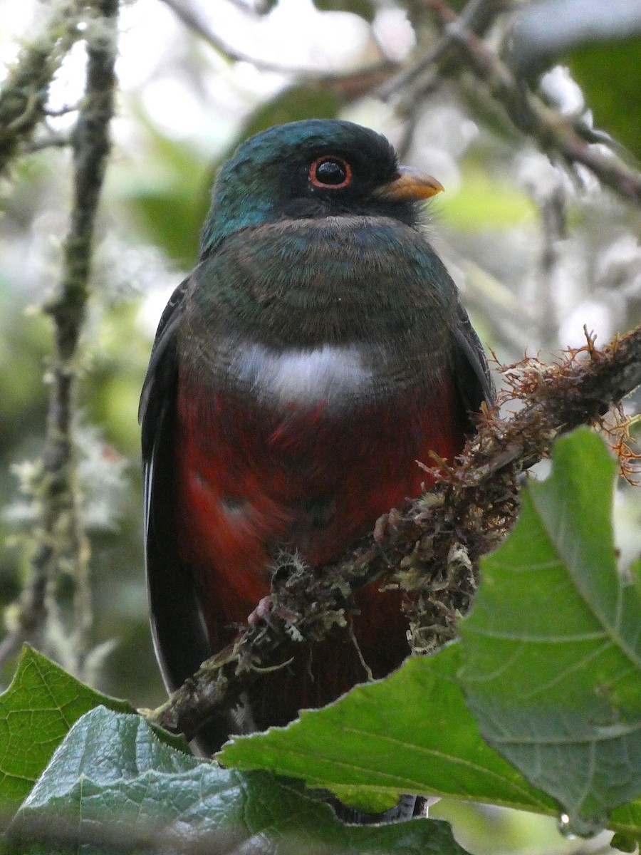 Masked Trogon - ML644637526