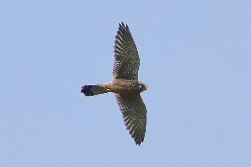 Belatz gorria - ML644637538