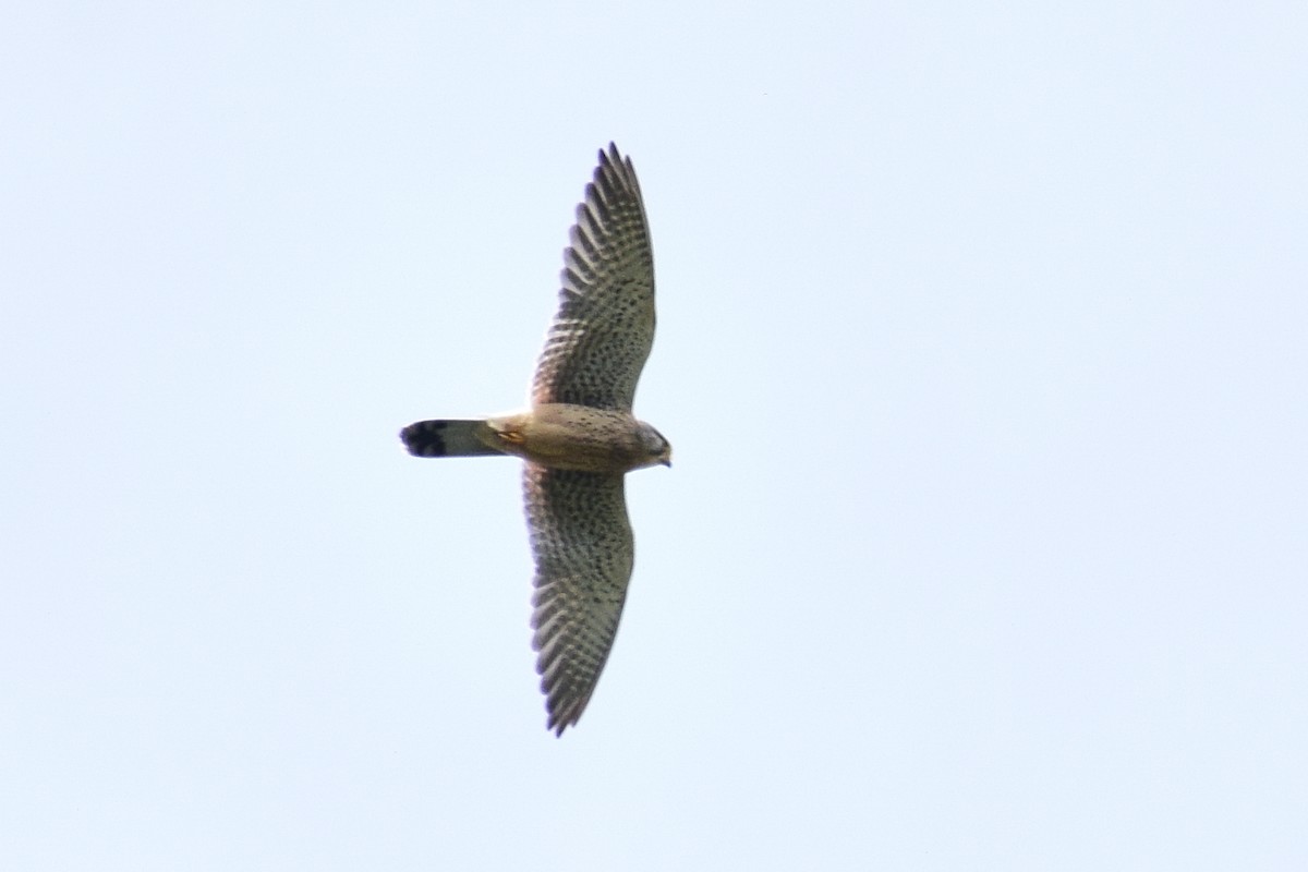 Belatz gorria - ML644637539