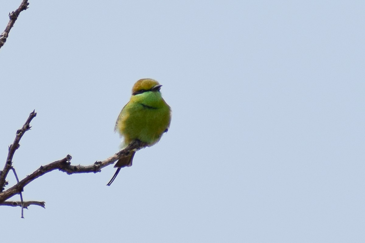 Asian Green Bee-eater - ML644637542