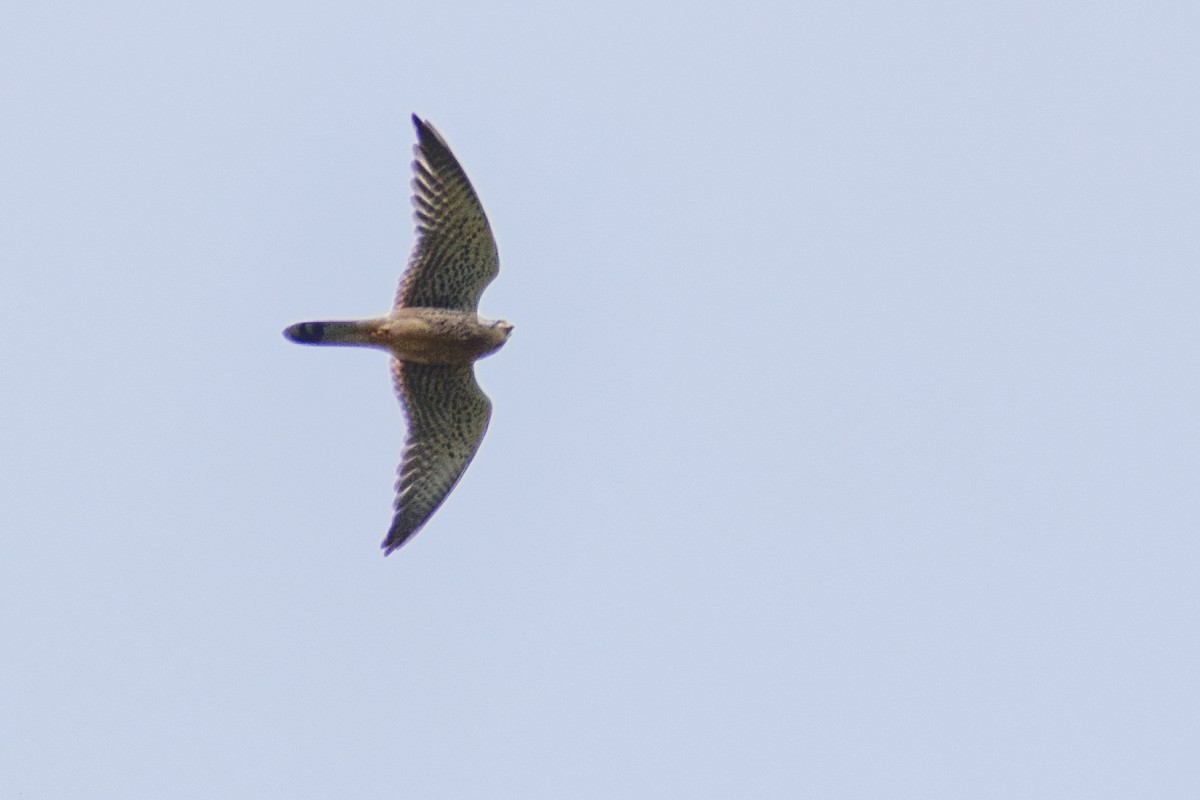 Belatz gorria - ML644637545