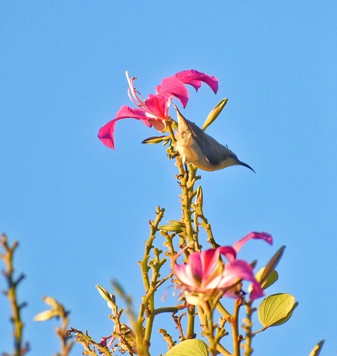 Purple Sunbird - ML644637547