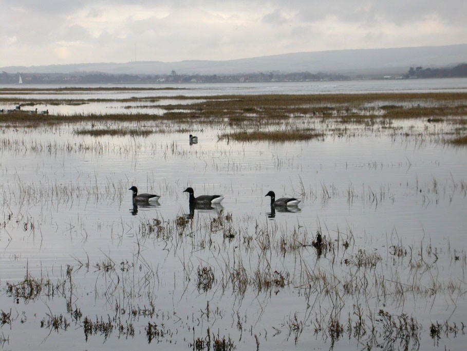 Brant (Dark-bellied) - ML644637548