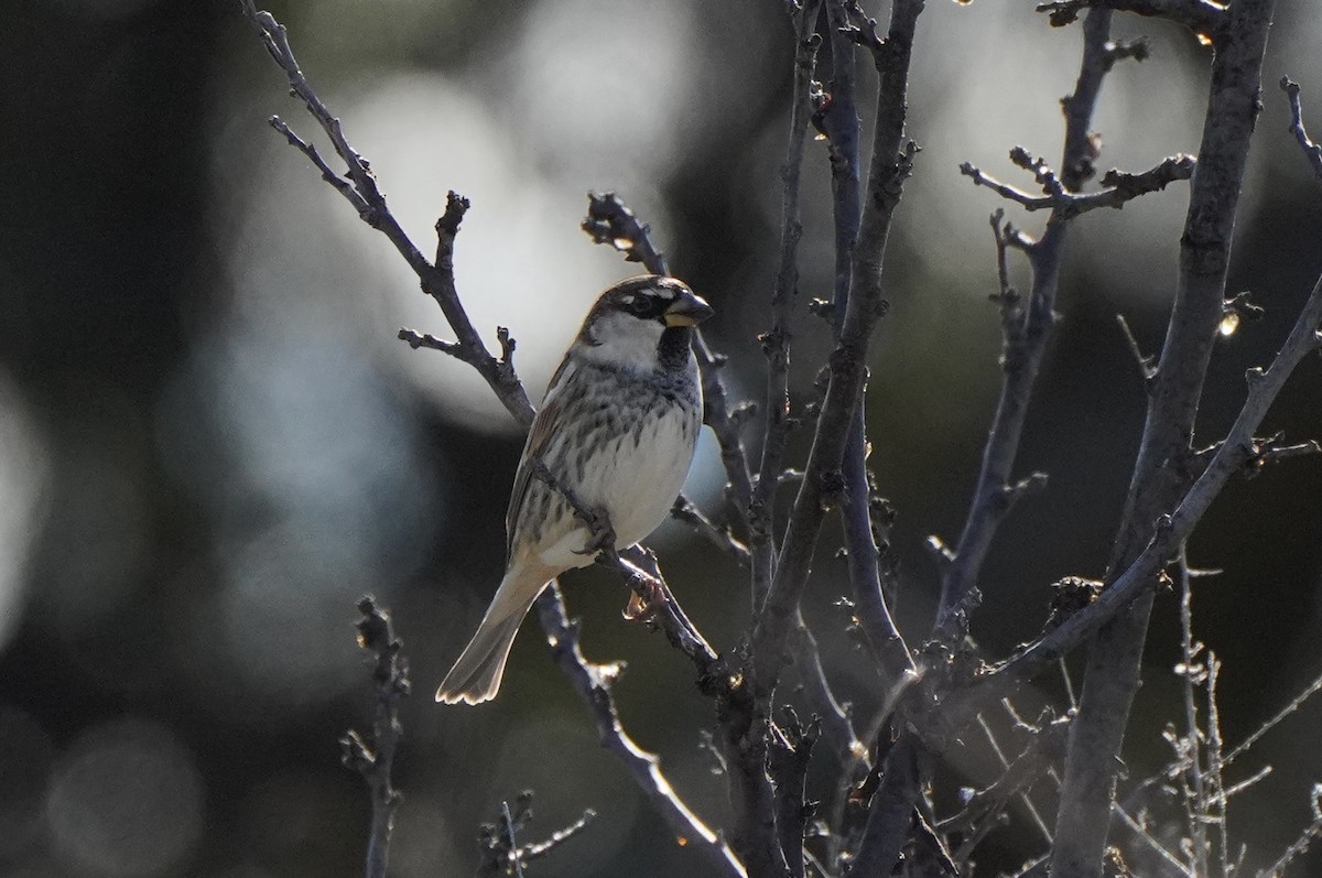 vrabec pokřovní - ML644637549