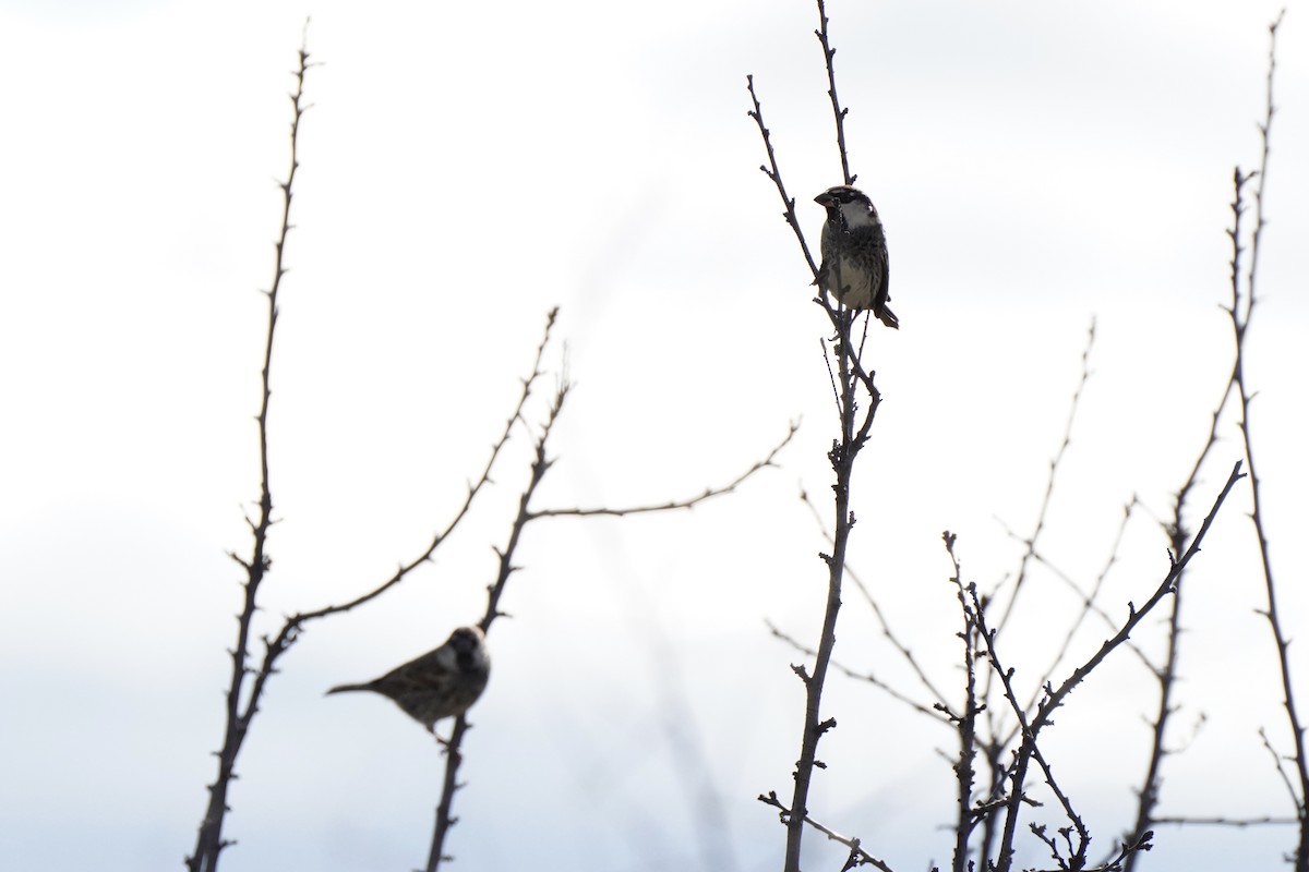 vrabec pokřovní - ML644637550