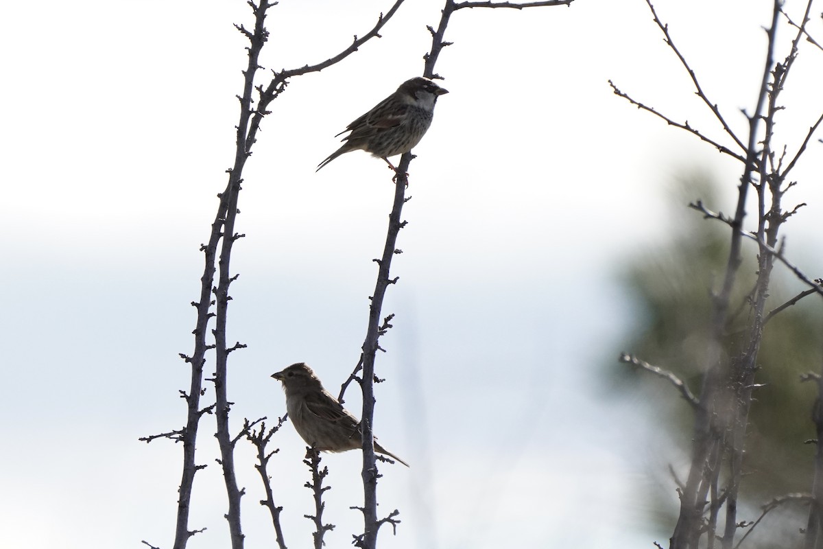 vrabec pokřovní - ML644637551