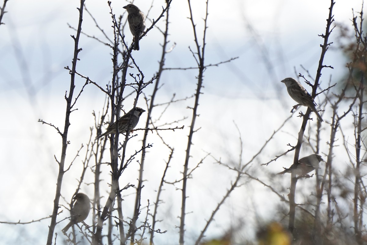 vrabec pokřovní - ML644637553