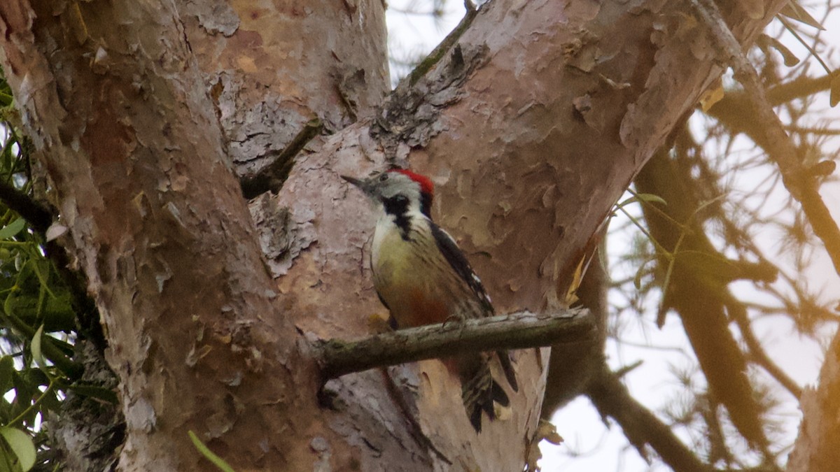 mellomspett - ML644637557