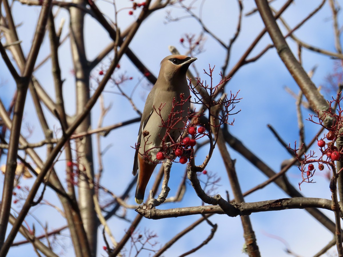 キレンジャク - ML644637559