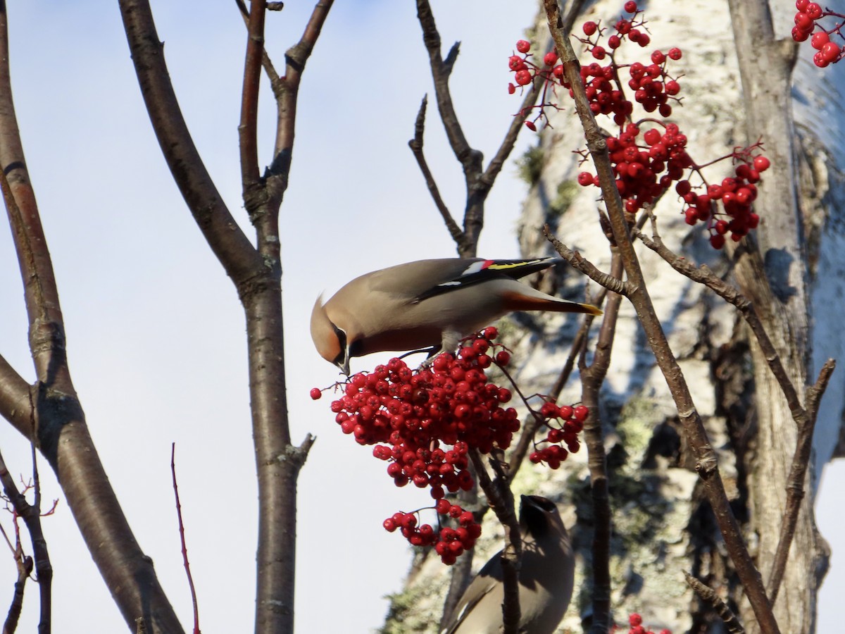 キレンジャク - ML644637560