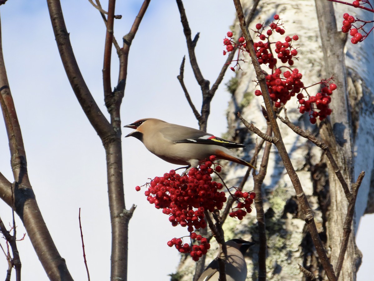 キレンジャク - ML644637561