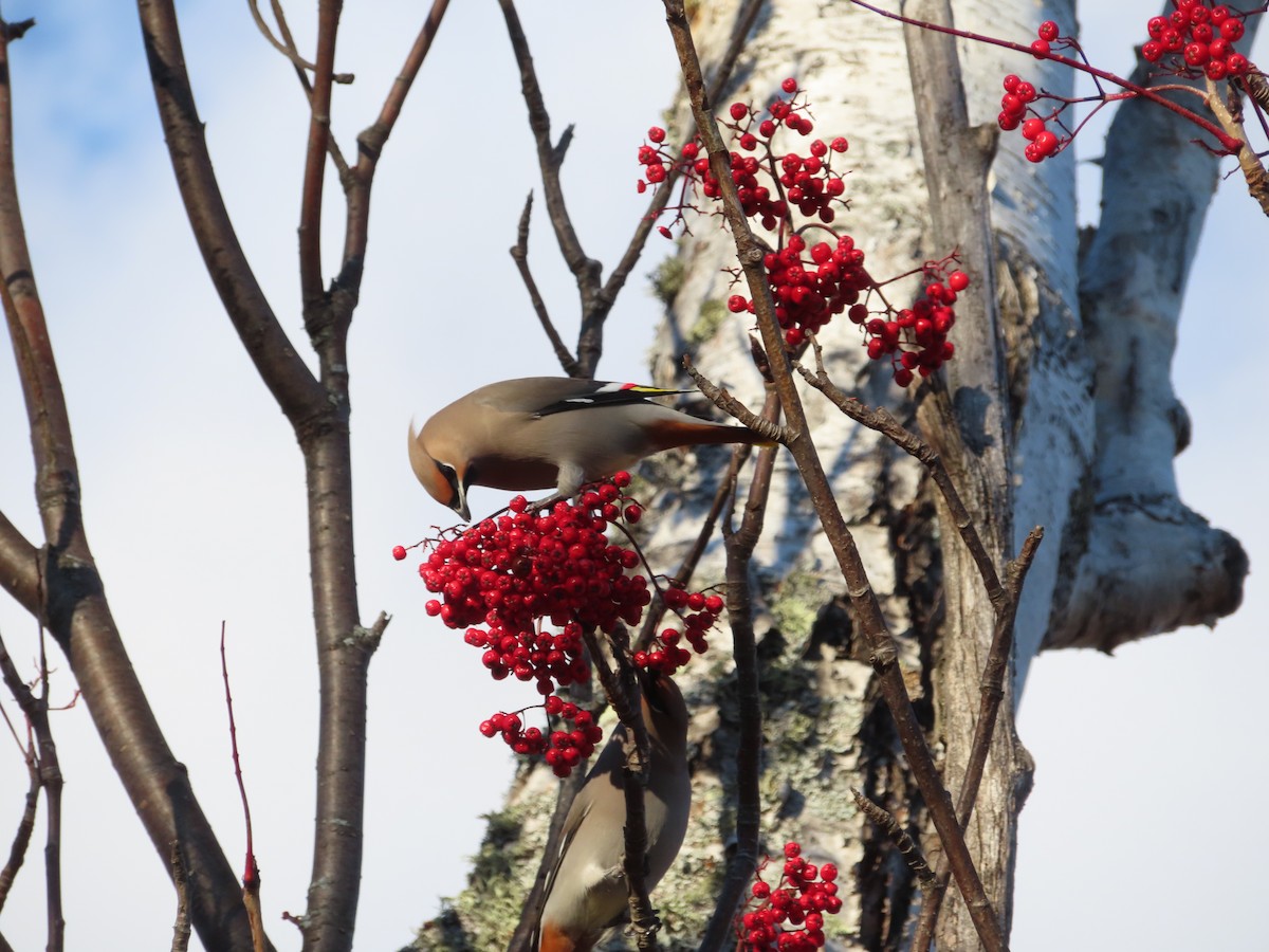 キレンジャク - ML644637562