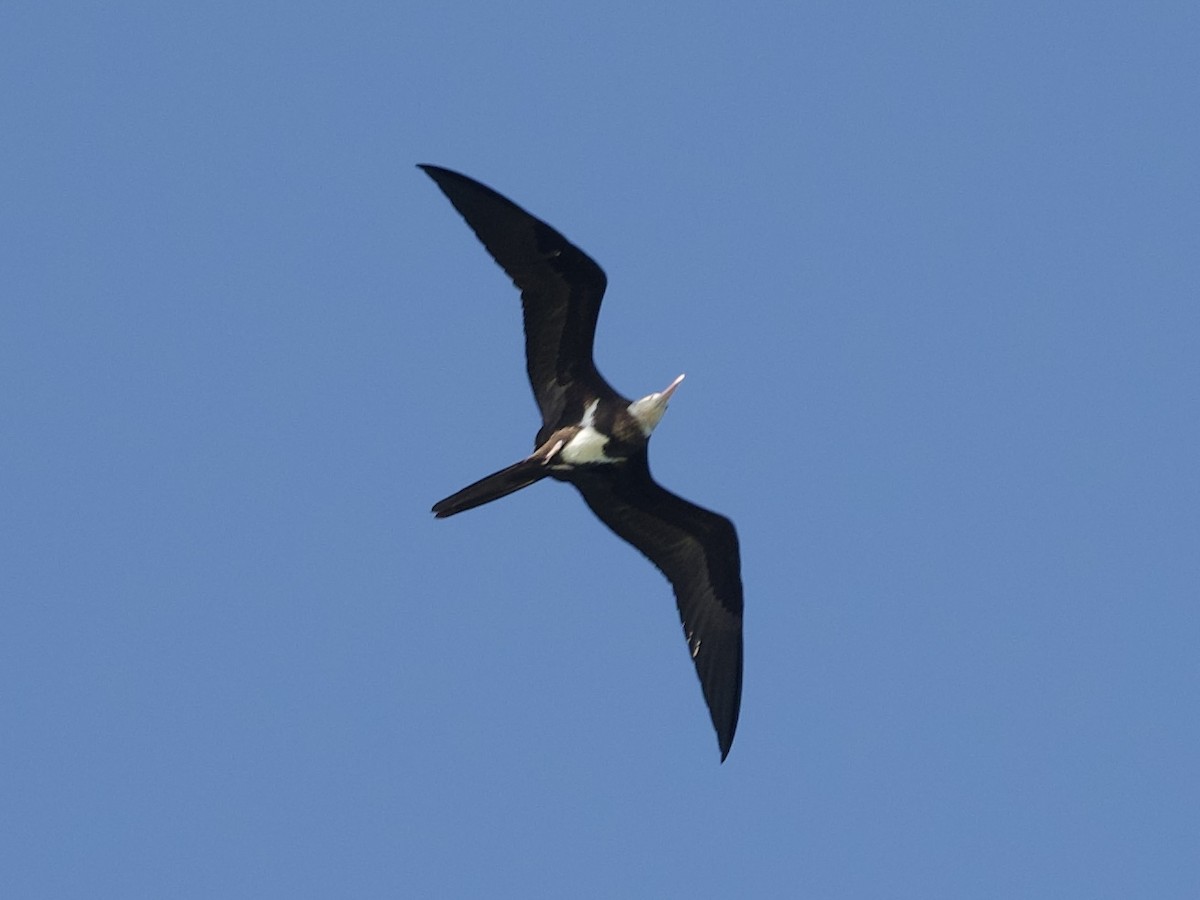 Lesser Frigatebird - ML644637568