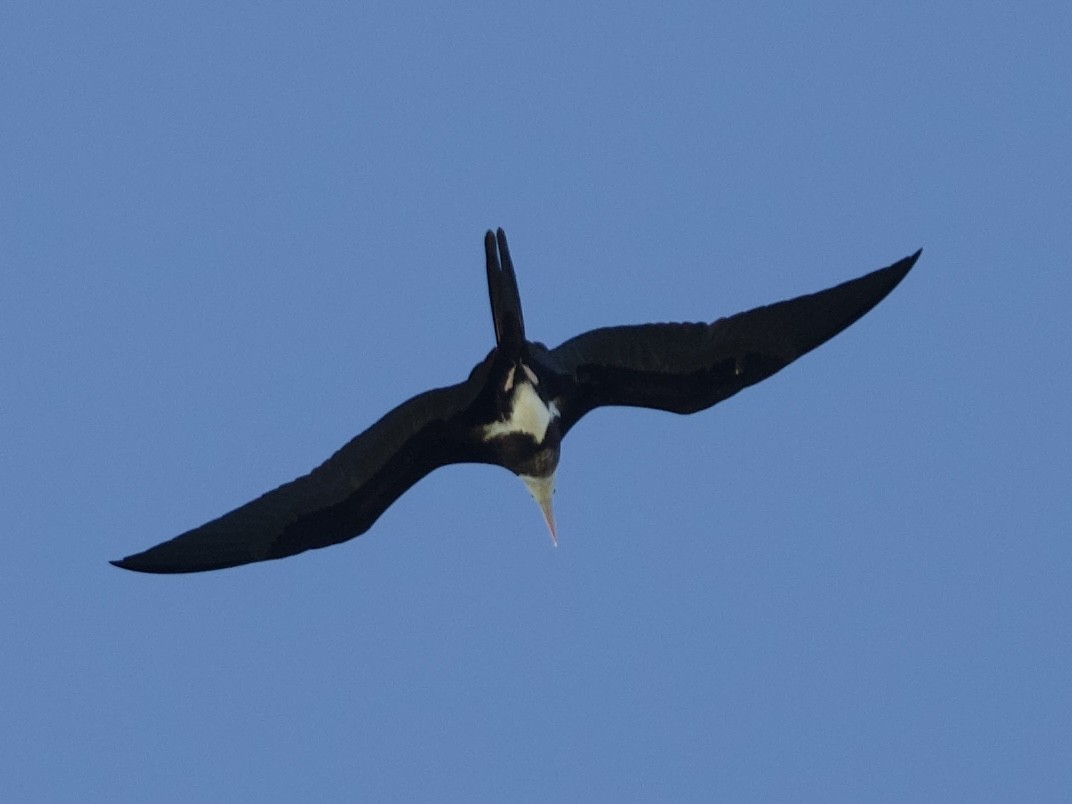 Lesser Frigatebird - ML644637569