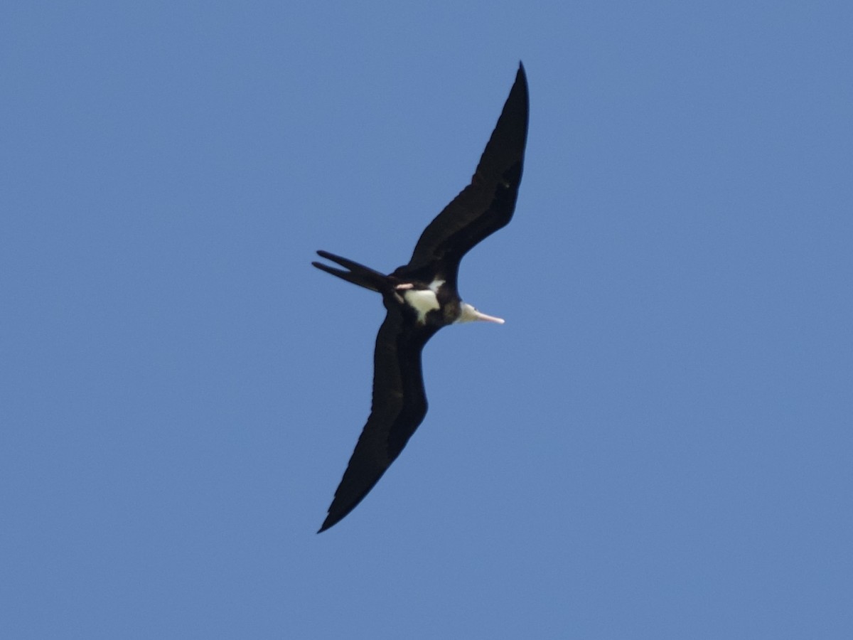 Lesser Frigatebird - ML644637570