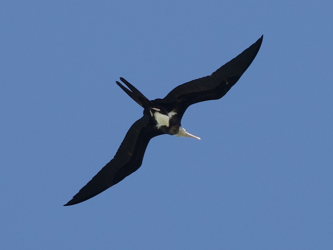 Lesser Frigatebird - ML644637571