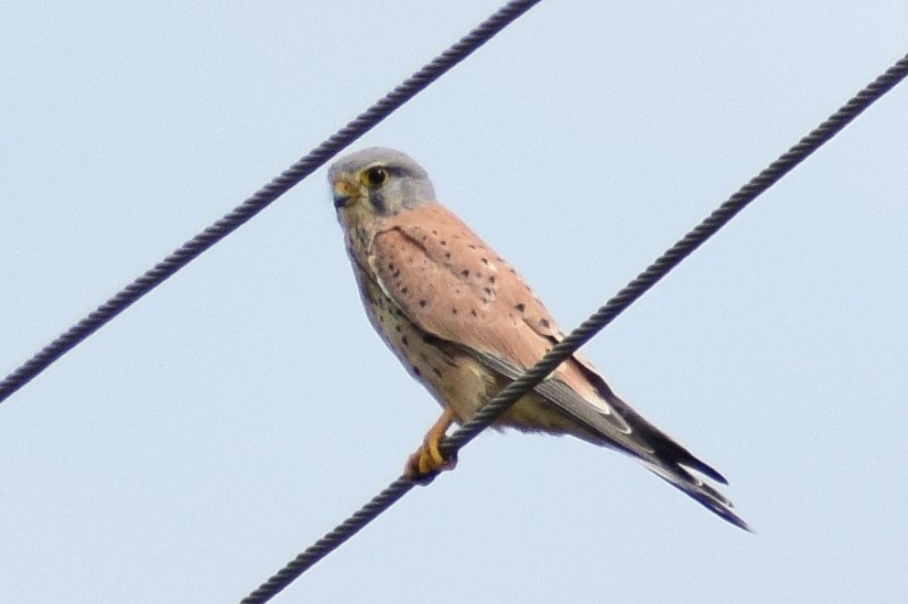 Belatz gorria - ML644637573